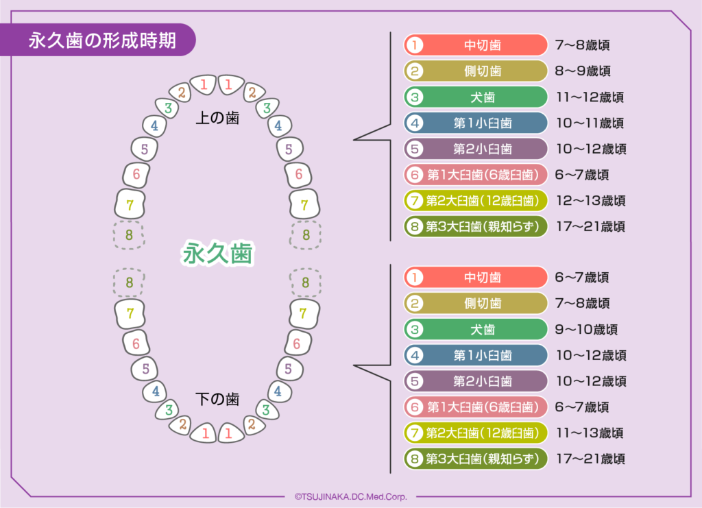 永久歯の形成時期