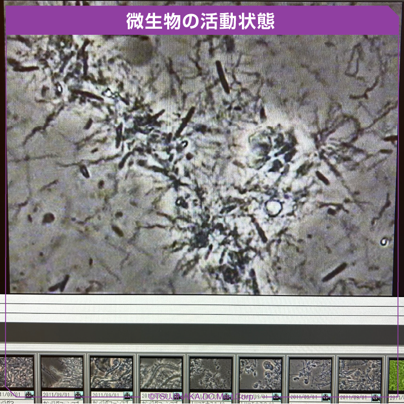微生物の活動状態