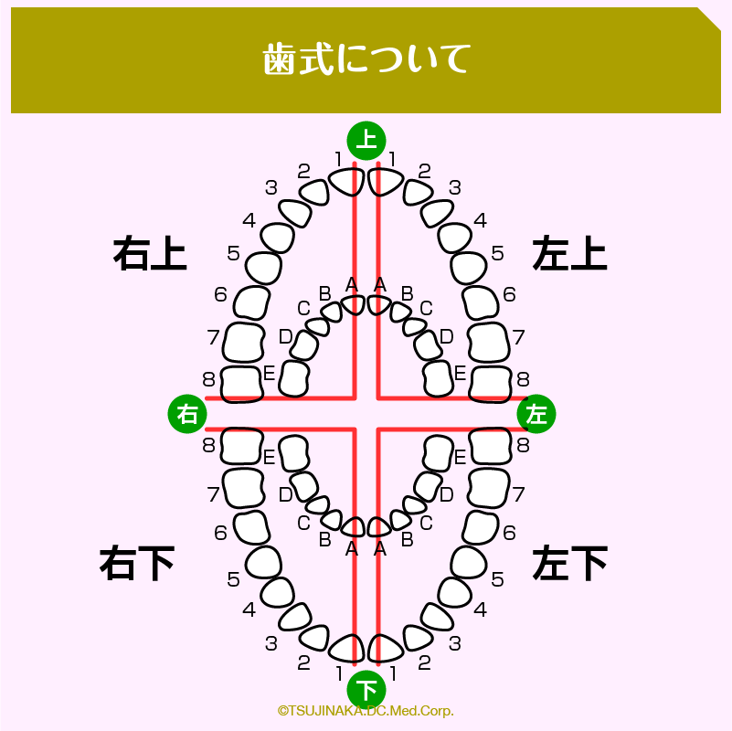 歯式について