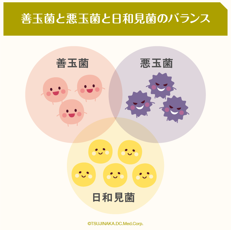 善玉菌と悪玉菌と日和見菌のバランス