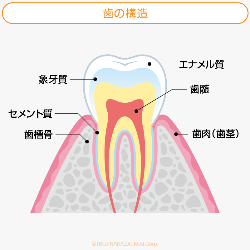 歯の構造