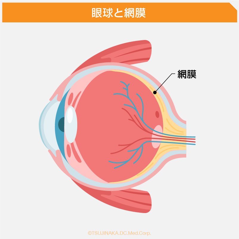 眼球と網膜