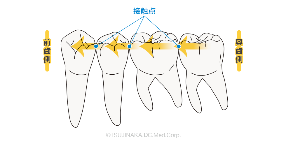 接触点を通じ奥歯から前歯へ噛む力が伝わる